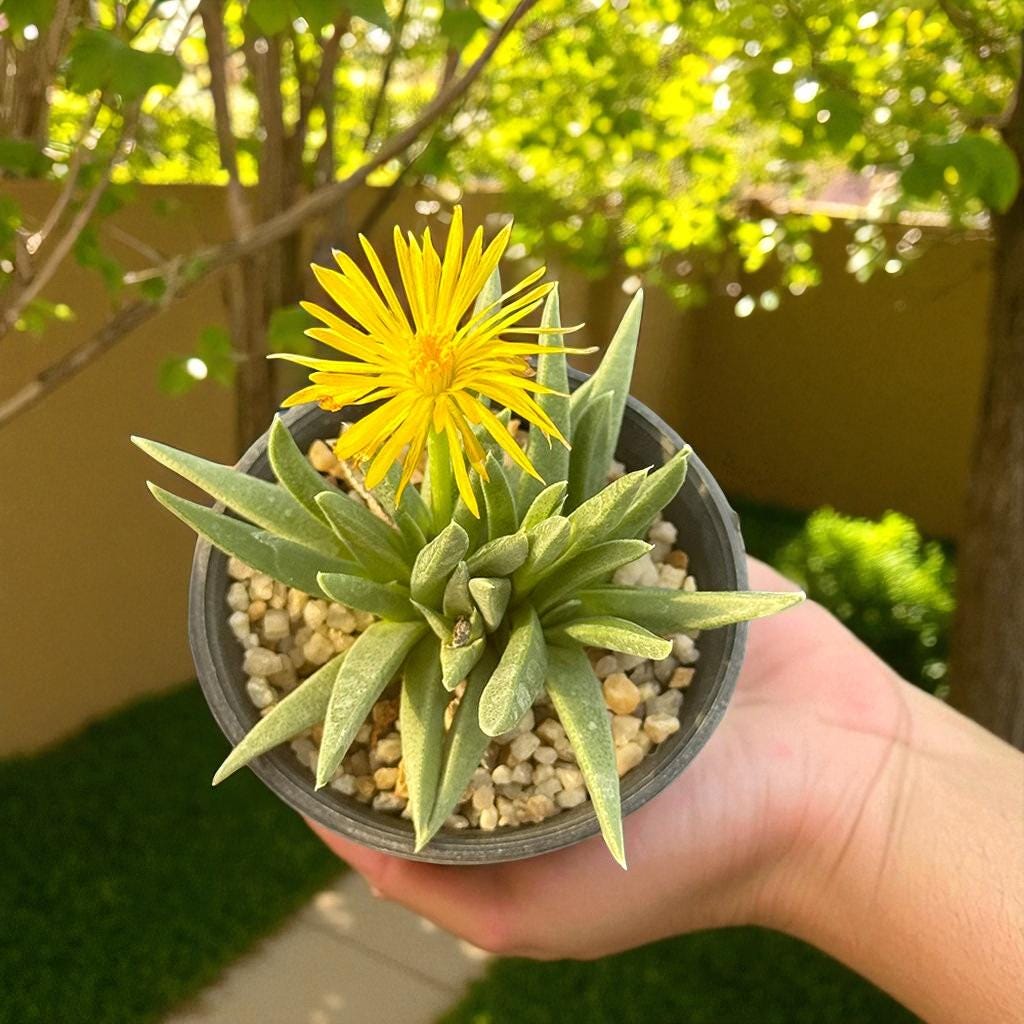 Chunky Split Rock Succulent: Unique Texture, Easy Care Indoor Plant