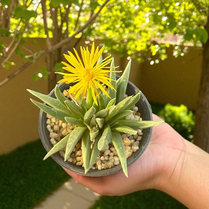 Chunky Split Rock Succulent: Unique Texture, Easy Care Indoor Plant
