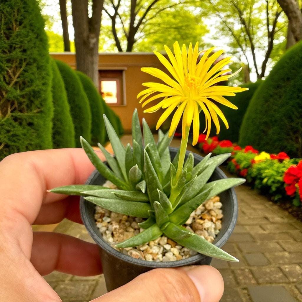 Chunky Split Rock Succulent: Unique Texture, Easy Care Indoor Plant