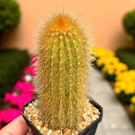 2 Pcs Staghorn Cactus, Unique Branching Succulent, Live Indoor Plant, Potted Desert Cactus, Easy Care Houseplant, Gift for Plant Lovers