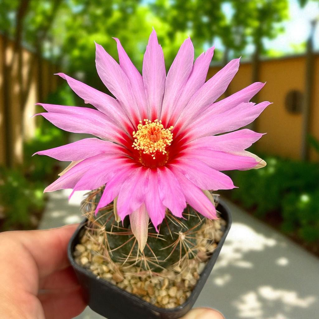 Pink & Yellow Flower Cactus: Live Indoor Succulent - Easy Care
