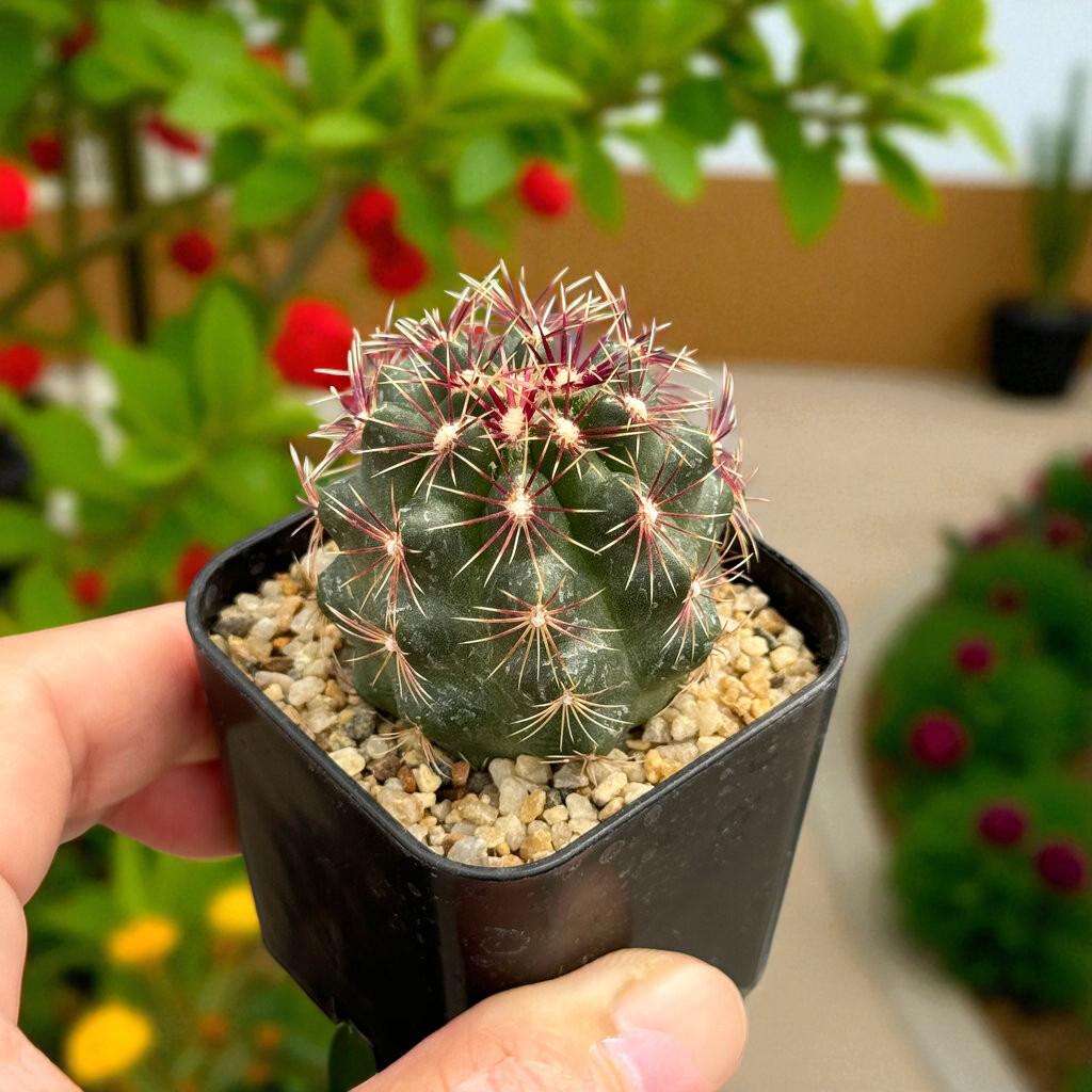 Pink & Yellow Flower Cactus: Live Indoor Succulent - Easy Care