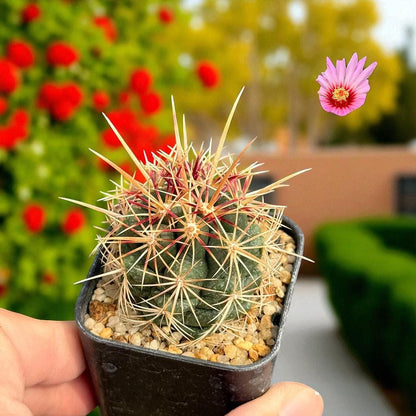 Pink & Yellow Flower Cactus: Live Indoor Succulent - Easy Care