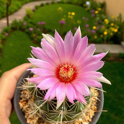 Pink & Yellow Flower Cactus: Live Indoor Succulent - Easy Care