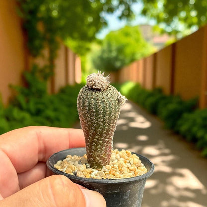 2 Mini Button Cactus with Pink Flower: Easy Care Desk Succulents