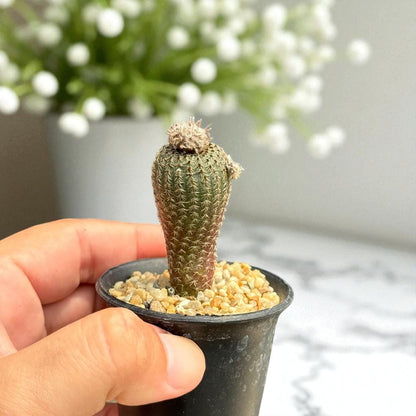 2 Mini Button Cactus with Pink Flower: Easy Care Desk Succulents