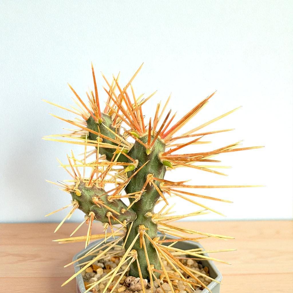 Overhead View of Live Spiny Cactus Indoor Plant, Easy Care Desert Succulent, Small Potted Cactus for Home Decor, Unique Houseplant Gift, highlighting its cactus look and listing presentation