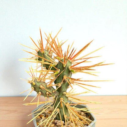 Overhead View of Live Spiny Cactus Indoor Plant, Easy Care Desert Succulent, Small Potted Cactus for Home Decor, Unique Houseplant Gift, highlighting its cactus look and listing presentation