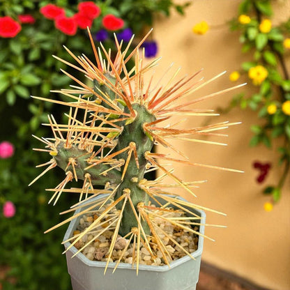 Styled Display View of Live Spiny Cactus Indoor Plant, Easy Care Desert Succulent, Small Potted Cactus for Home Decor, Unique Houseplant Gift, highlighting its cactus look and listing presentation