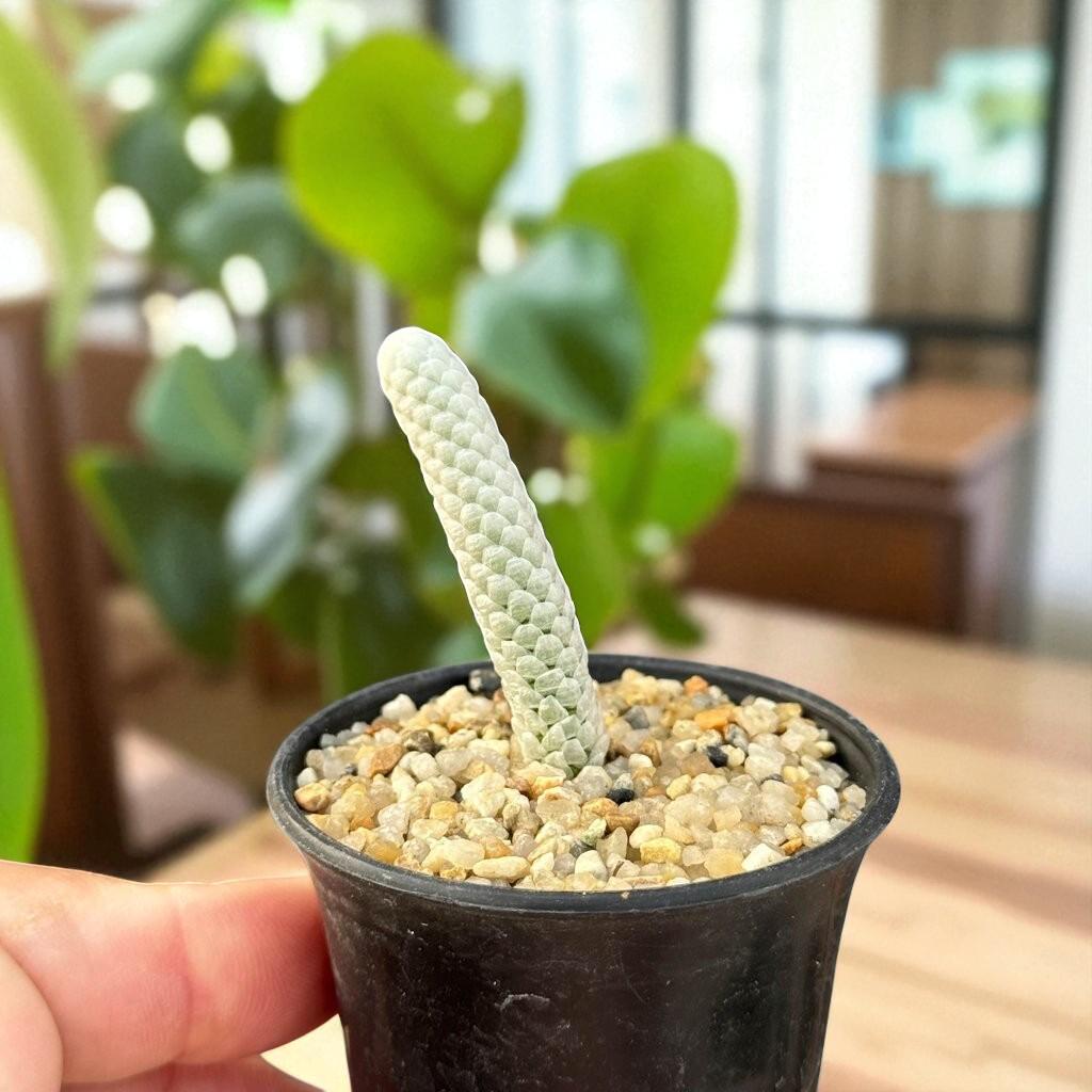 Mini Paper-Scale Succulent: Unique Textured Indoor Plant
