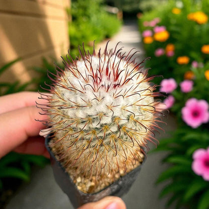 Mini Clumping Cactus: Live Indoor Succulent with Pink Flowers