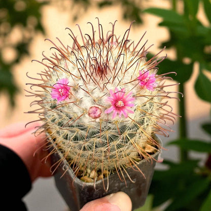 Mini Clumping Cactus: Live Indoor Succulent with Pink Flowers