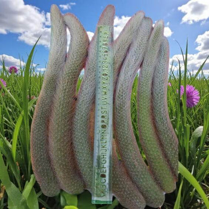 Alt Tag: monkey tail cactus plant with long fuzzy trailing stems shown next to a ruler for size reference