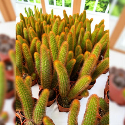 Red Squirrel Tail Cactus: Trailing Succulent - Unique Hanging Plant