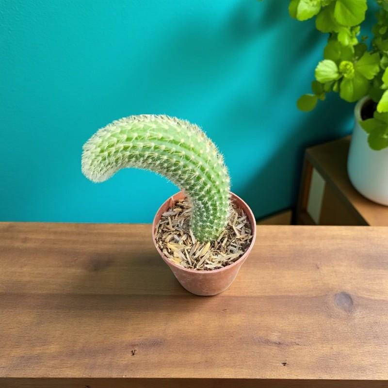 Overhead View of Monkey Tail Cactus: Live Trailing Succulent - Unique Indoor Plant, highlighting its cactus look and listing presentation