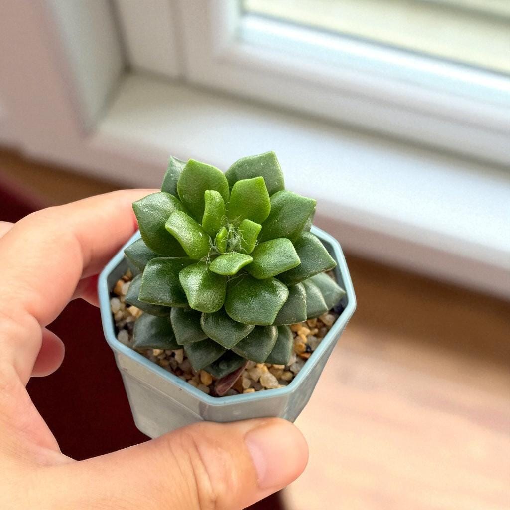 Colorful Trailing Succulent: Easy Care Indoor Houseplant