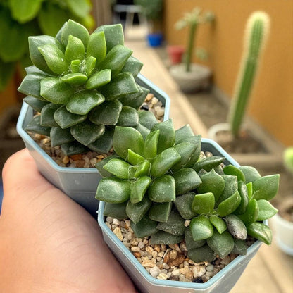 Colorful Trailing Succulent: Easy Care Indoor Houseplant