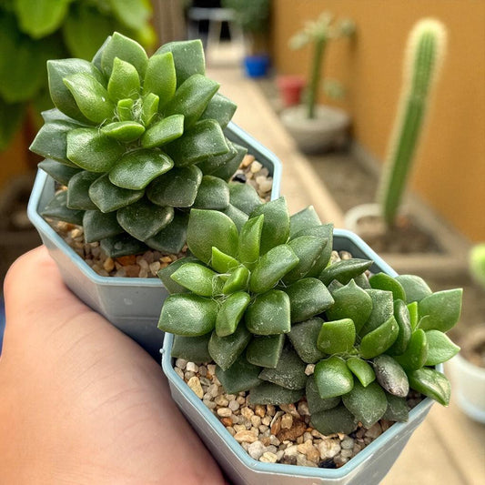 Main product photo of Colorful Trailing Succulent: Easy Care Indoor Houseplant, showing the primary view of the listing