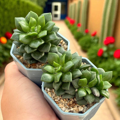 Colorful Trailing Succulent: Easy Care Indoor Houseplant