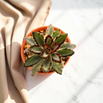 Fuzzy Bunny Ear Succulent: Live Indoor Plant, Easy Care Decor