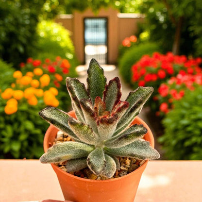 Fuzzy Bunny Ear Succulent: Live Indoor Plant, Easy Care Decor