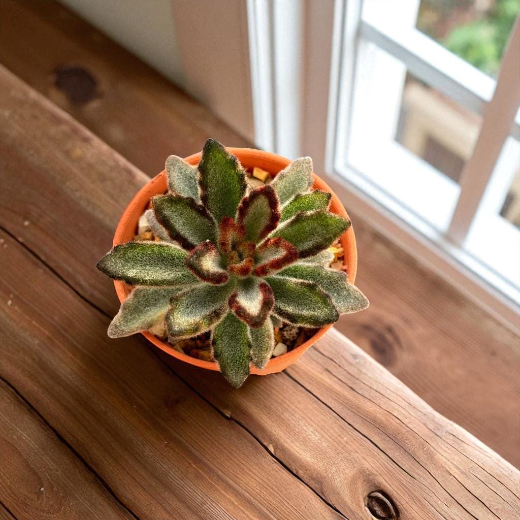 Fuzzy Bunny Ear Succulent: Live Indoor Plant, Easy Care Decor
