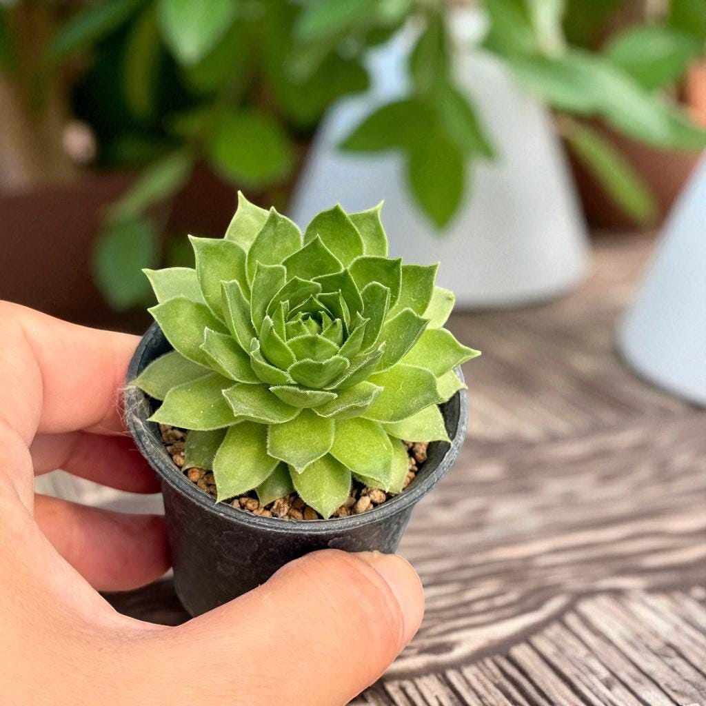 Rosette Succulent Plant: Colorful Indoor Garden Accent, Easy Care