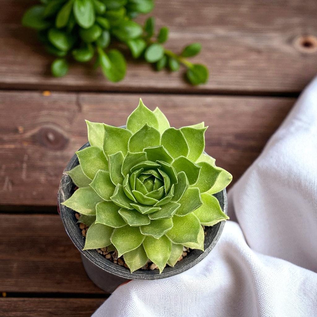 Rosette Succulent Plant: Colorful Indoor Garden Accent, Easy Care