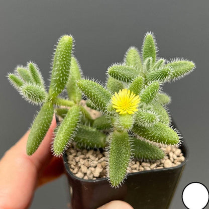 2 Snowflake Succulent Plants: Fuzzy Leaf Indoor Houseplant