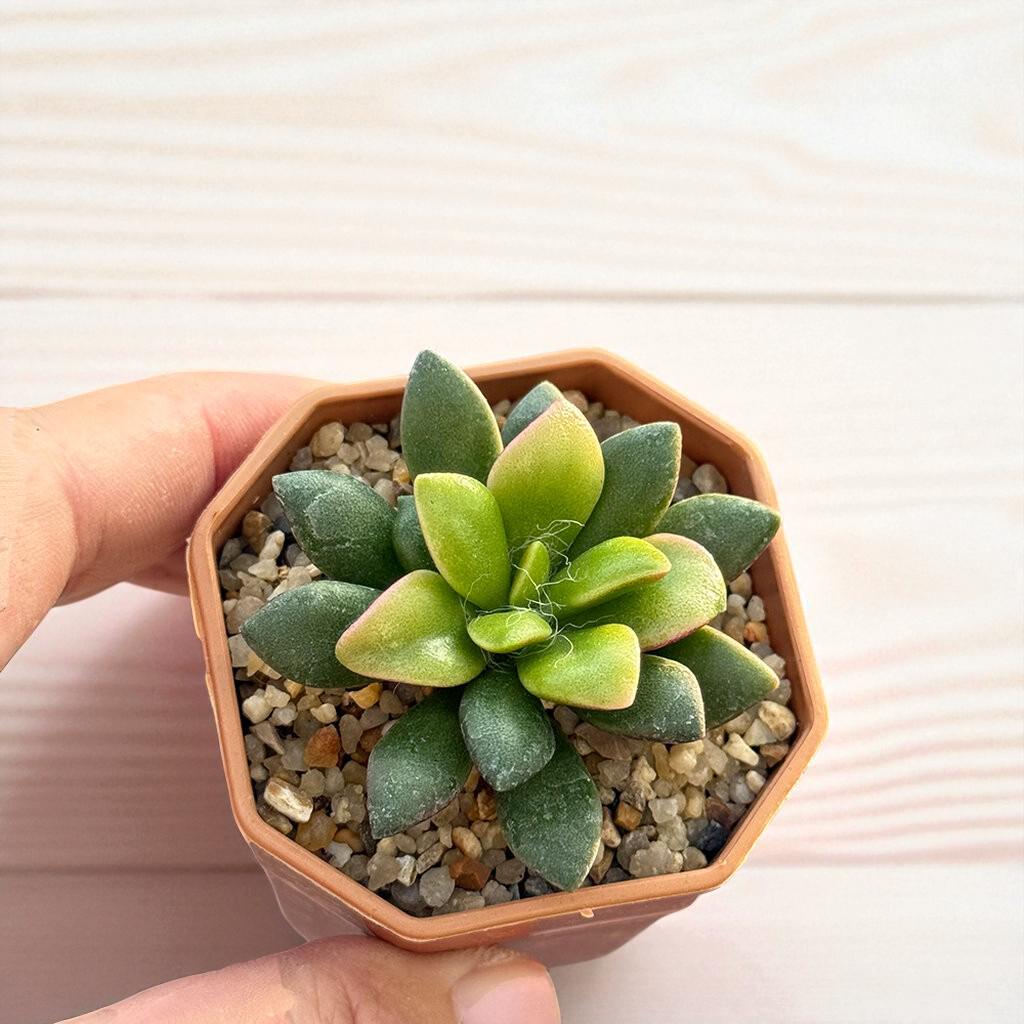 Trailing Rosette Succulent: Pink-Tinted Indoor Plant, Easy Care