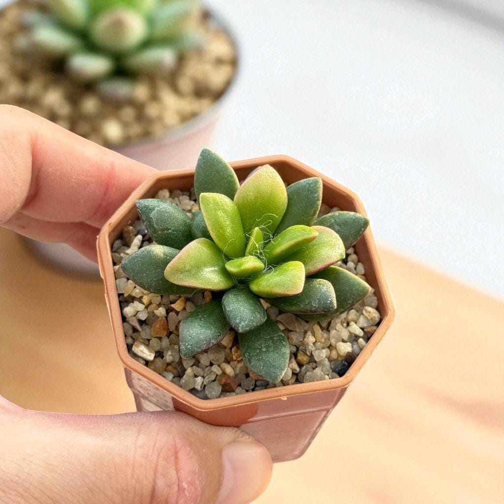 Trailing Rosette Succulent: Pink-Tinted Indoor Plant, Easy Care