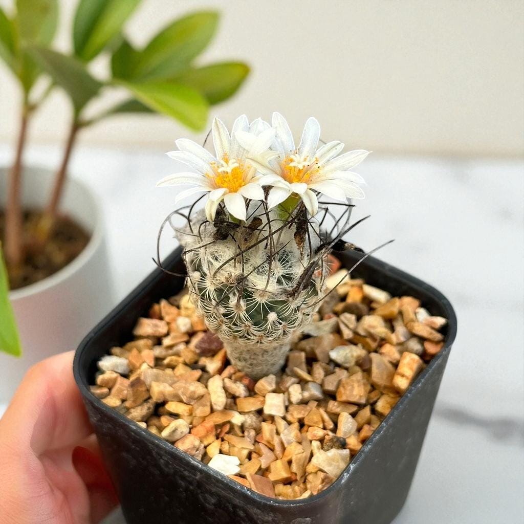 Mini Spiny Button Cactus: Easy Care Indoor Desert Plant