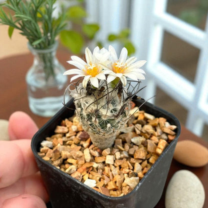 Mini Spiny Button Cactus: Easy Care Indoor Desert Plant