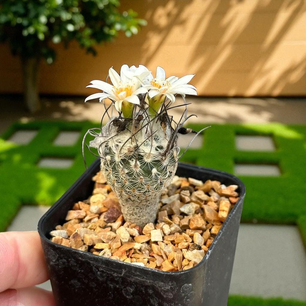 Mini Spiny Button Cactus: Easy Care Indoor Desert Plant