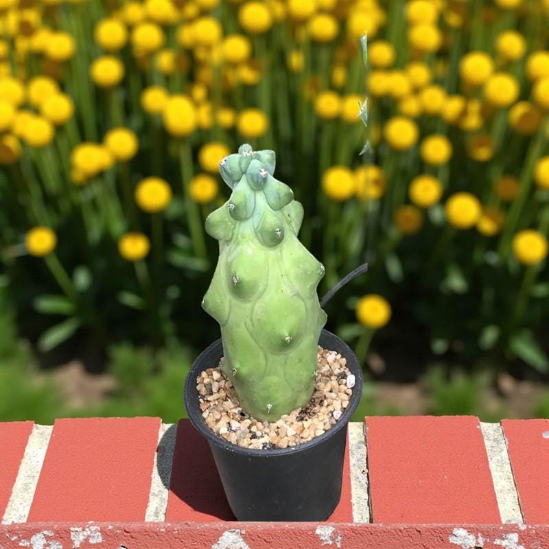 Milkweed Cactus: Textured Indoor Succulent - Easy Care Plant