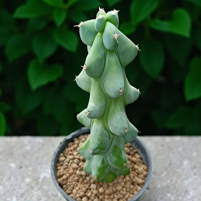 Milkweed Cactus: Textured Indoor Succulent - Easy Care Plant