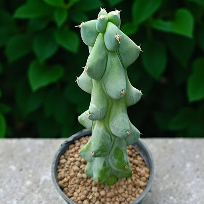 Milkweed Cactus: Textured Indoor Succulent - Easy Care Plant