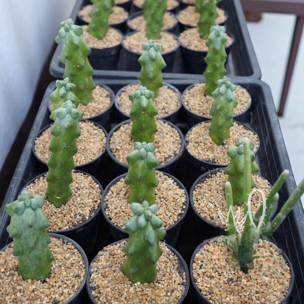 Milkweed Cactus: Textured Indoor Succulent - Easy Care Plant