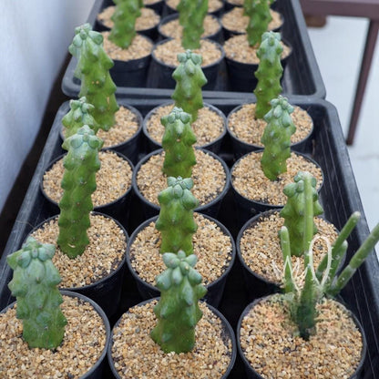 Milkweed Cactus: Textured Indoor Succulent - Easy Care Plant