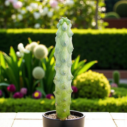 Detail view — Milkweed Cactus Indoor Succulent | Cacti Nest