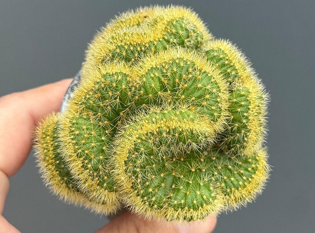 2 Pcs Yellow Squirrel Tail Cactus: Curly Crested Succulent