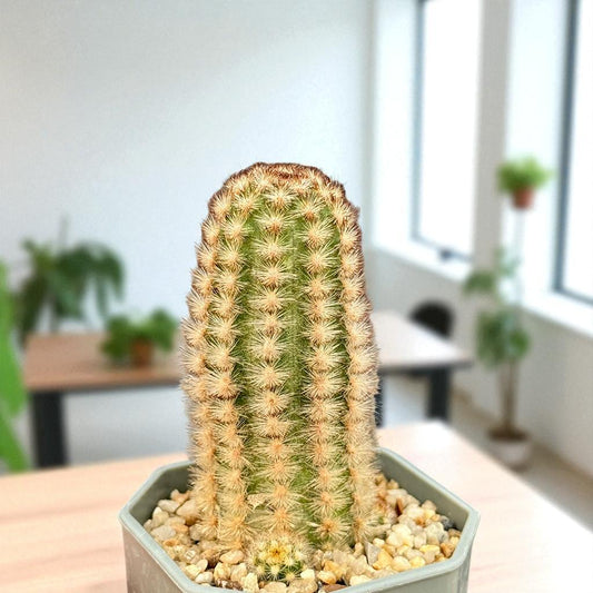 Main product photo of Mini Button Cactus: Easy Care Potted Succulent - Unique Houseplant Gift, showing the primary view of the listing