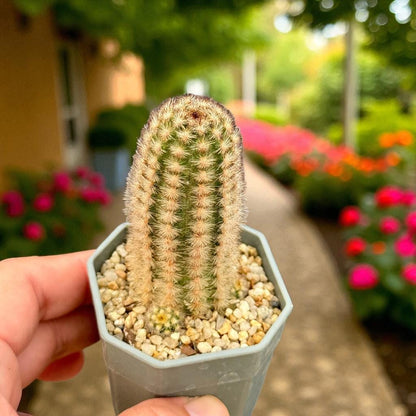Mini Button Cactus: Easy Care Potted Succulent - Unique Houseplant Gift
