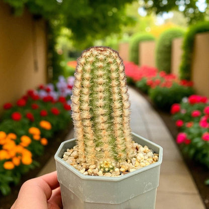 Mini Button Cactus: Easy Care Potted Succulent - Unique Houseplant Gift