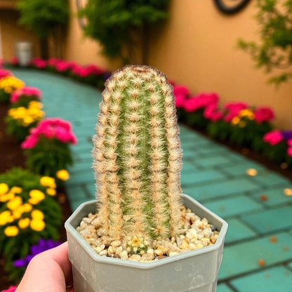 Mini Button Cactus: Easy Care Potted Succulent - Unique Houseplant Gift