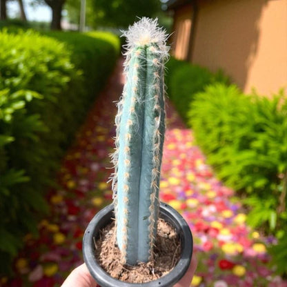 Close-Up Detail of Blue Column Cactus Indoor Plant, Tall Column Succulent, Easy Care Desk Plant, Modern Home Decor Cactus, Small Potted Succulent Gift, highlighting its cactus look and listing presentation