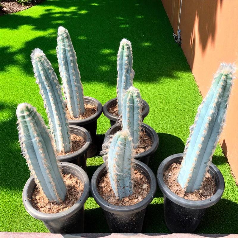 Scale Reference View of Blue Column Cactus Indoor Plant, Tall Column Succulent, Easy Care Desk Plant, Modern Home Decor Cactus, Small Potted Succulent Gift, highlighting its cactus look and listing presentation
