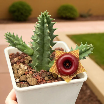 Chinese Pavilion Succulent: Star-Shaped Bloom, Easy Indoor Plant