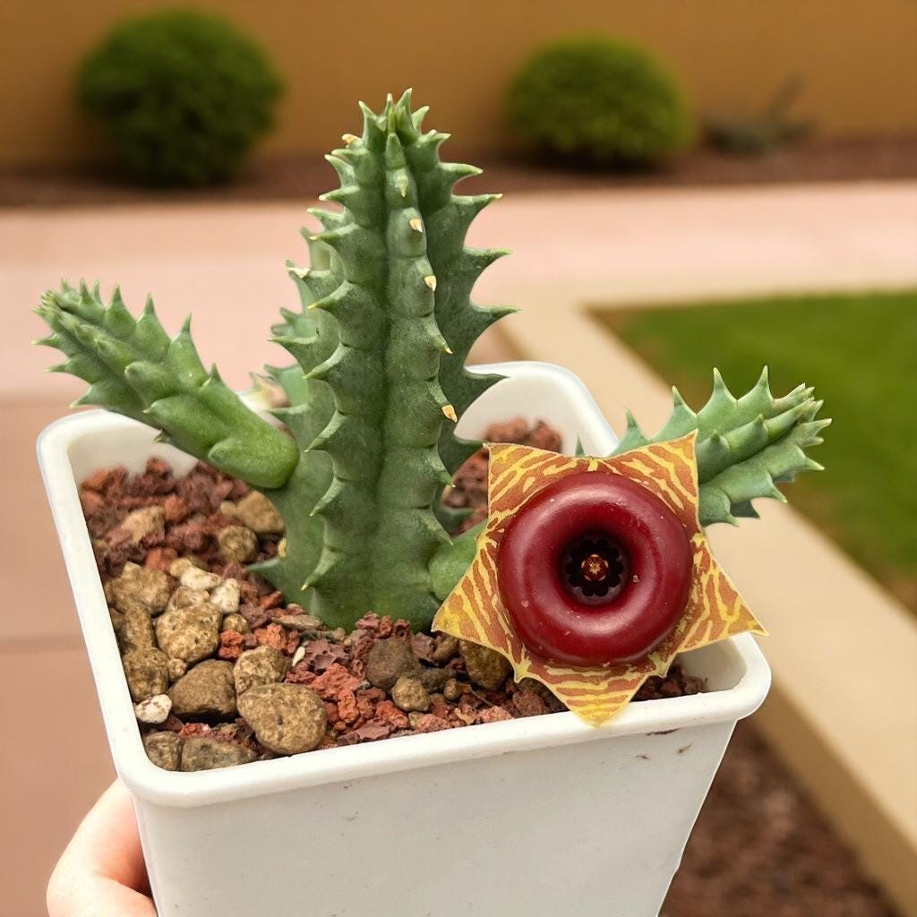 Overhead view — Chinese Pavilion Succulent Live Plant | Cacti Nest