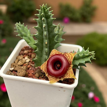 Chinese Pavilion Succulent: Star-Shaped Bloom, Easy Indoor Plant